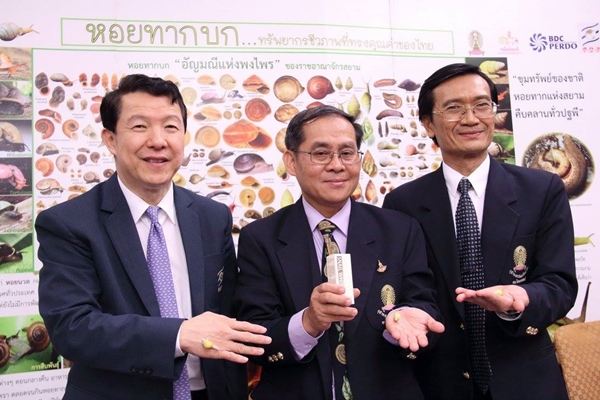 เปิดตัวหอยบุษราคัม เปิดตัวหอยบุษราคัม