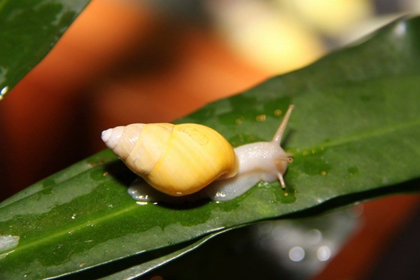 หอยบุษราคัม หอยบุษราคัม