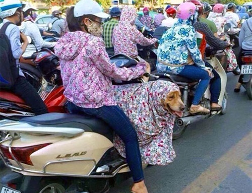 เวียดนาม เวียดนาม