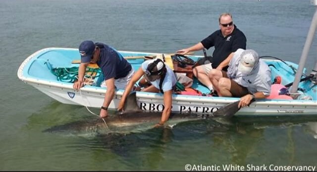 คลิปประทับใจ ช่วยฉลามเกยตื้นอ่อนแรงกลับสู่ทะเล ประคองจนว่ายน้ำได้ คลิปประทับใจ ช่วยฉลามเกยตื้นอ่อนแรงกลับสู่ทะเล ประคองจนว่ายน้ำได้