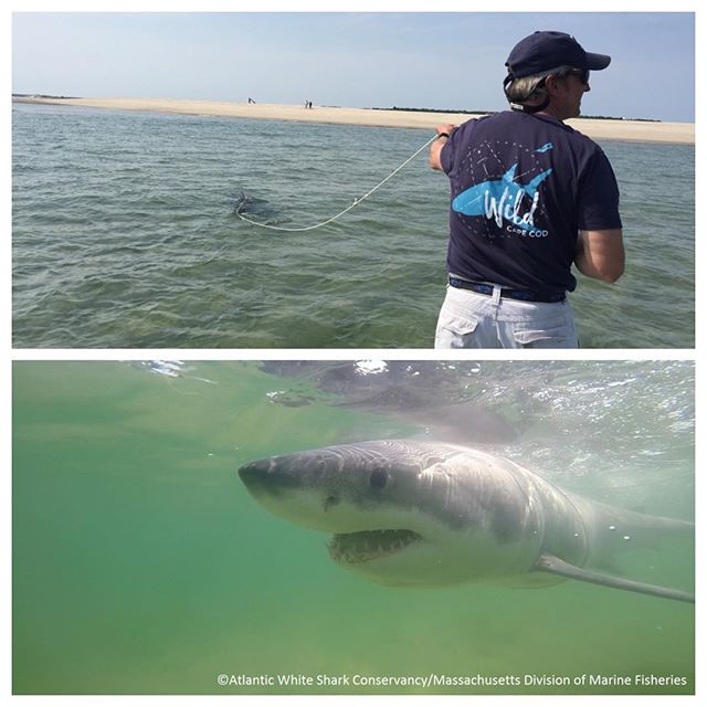 คลิปประทับใจ ช่วยฉลามเกยตื้นอ่อนแรงกลับสู่ทะเล ประคองจนว่ายน้ำได้ คลิปประทับใจ ช่วยฉลามเกยตื้นอ่อนแรงกลับสู่ทะเล ประคองจนว่ายน้ำได้