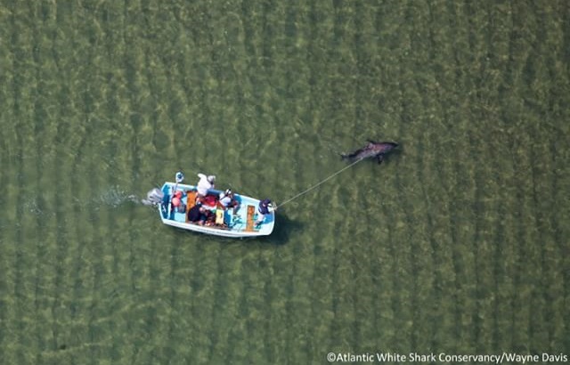 คลิปประทับใจ ช่วยฉลามเกยตื้นอ่อนแรงกลับสู่ทะเล ประคองจนว่ายน้ำได้ คลิปประทับใจ ช่วยฉลามเกยตื้นอ่อนแรงกลับสู่ทะเล ประคองจนว่ายน้ำได้