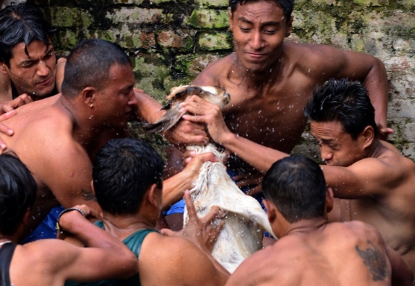 เทศกาลรุมทึ้งลูกแพะ เทศกาลรุมทึ้งลูกแพะ