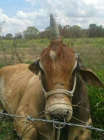 กระทิง กระทิง