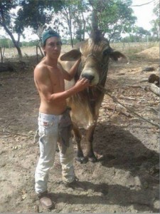 กระทิง กระทิง