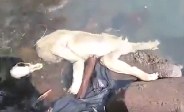 ซูปาคาบรา ซูปาคาบรา