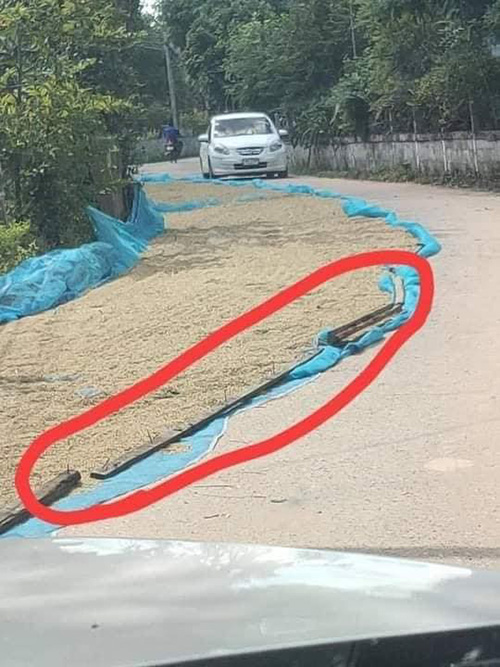 ชาวนาตากข้าวบนถนน ชาวนาตากข้าวบนถนน