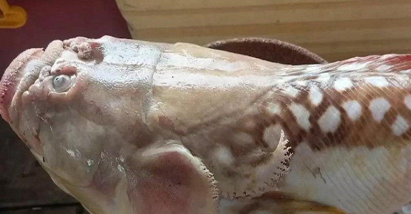 ปลาหน้าคน ปลาหน้าคน