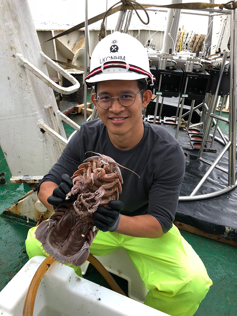 แมลงสาบทะเลยักษ์ แมลงสาบทะเลยักษ์