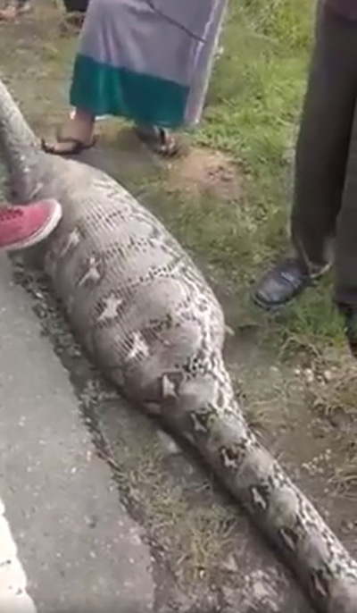 เหลือมยักษ์ 5 เมตร เหลือมยักษ์ 5 เมตร