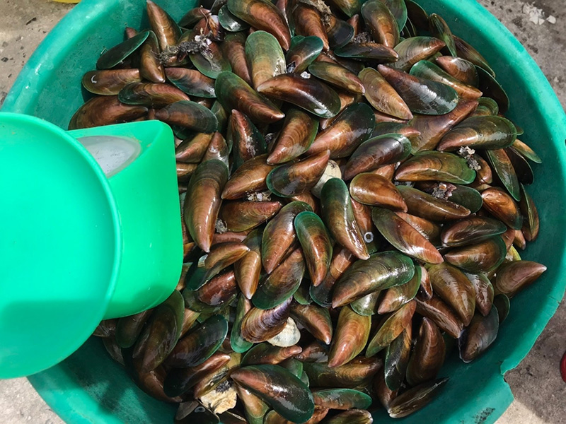 หอยเกลื้อน หอยเกลื้อน