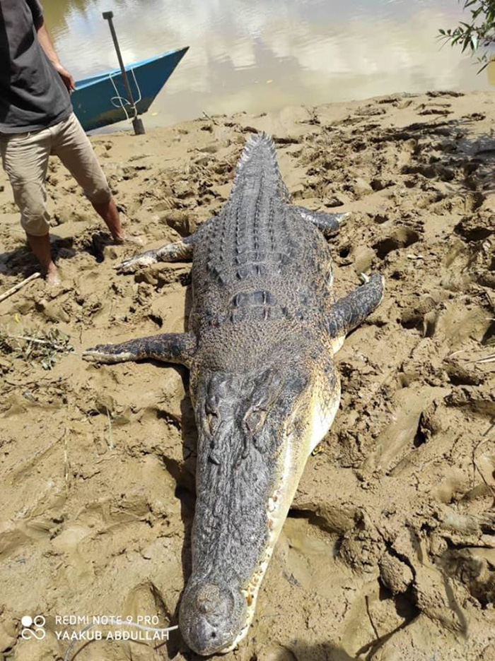 จระเข้ยักษ์ จระเข้ยักษ์