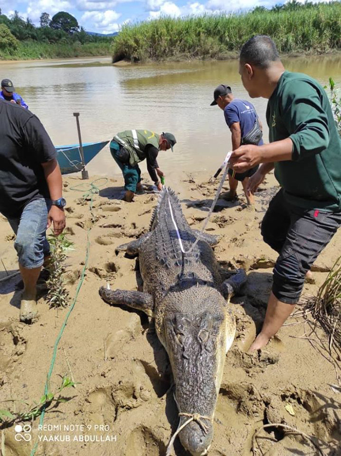 จระเข้ยักษ์ จระเข้ยักษ์