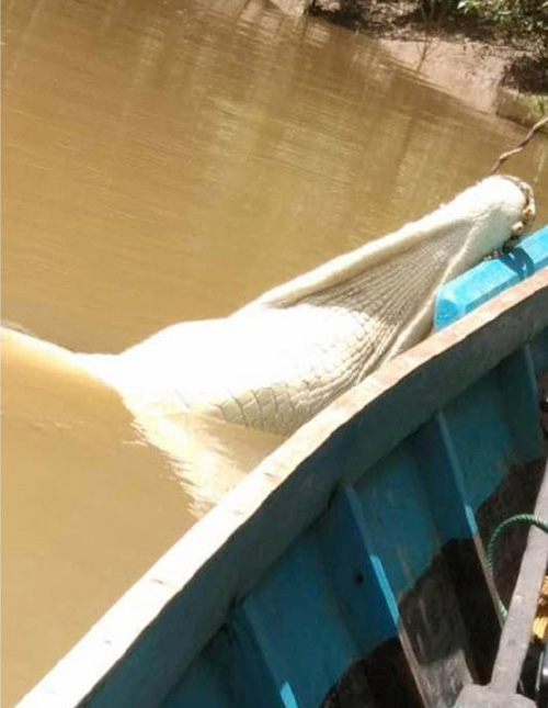 จระเข้ยักษ์ จระเข้ยักษ์