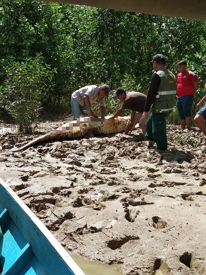 จระเข้ยักษ์ จระเข้ยักษ์