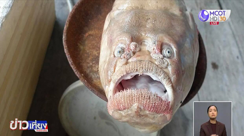 ปลาหน้าคน ปลาหน้าคน