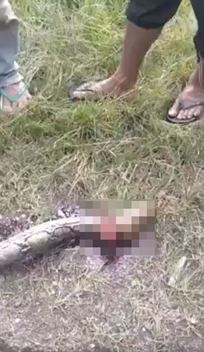 เหลือมยักษ์ 5 เมตร เหลือมยักษ์ 5 เมตร