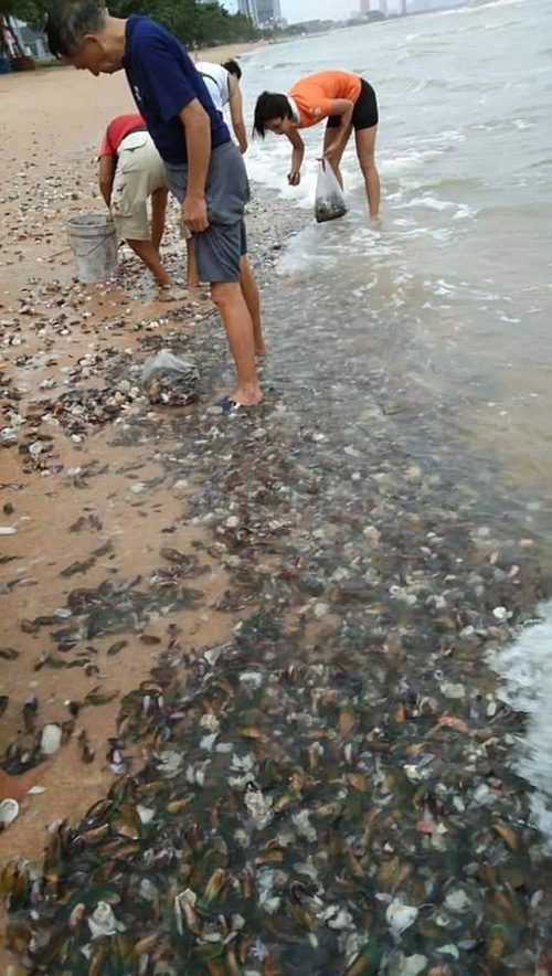 หอยเกลื้อน หอยเกลื้อน