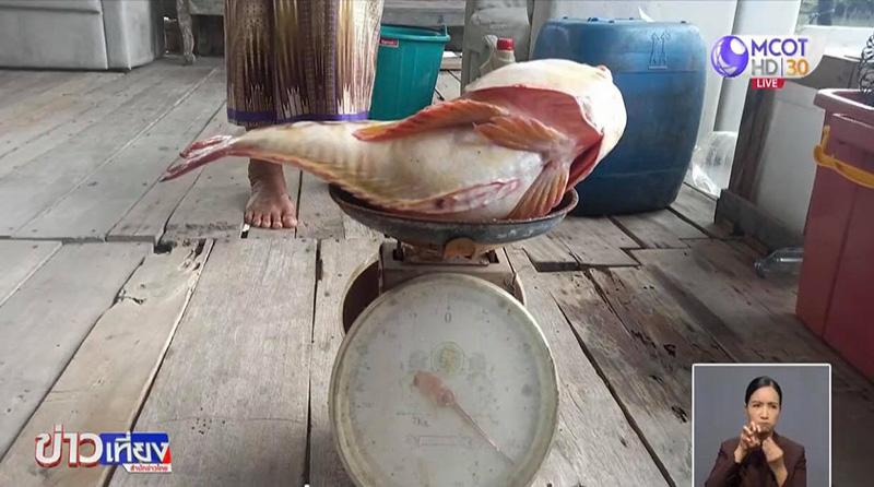 ปลาหน้าคน ปลาหน้าคน