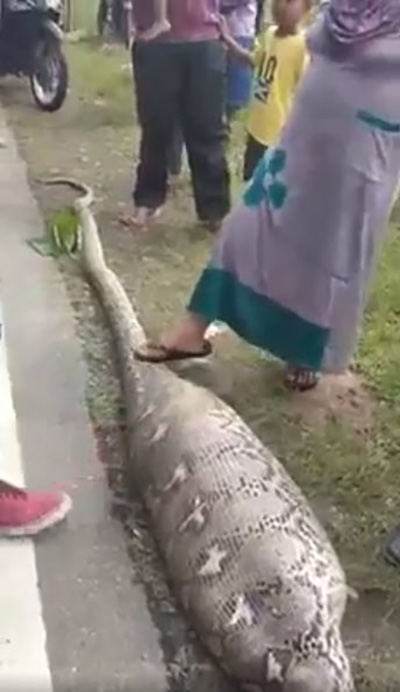 เหลือมยักษ์ 5 เมตร เหลือมยักษ์ 5 เมตร