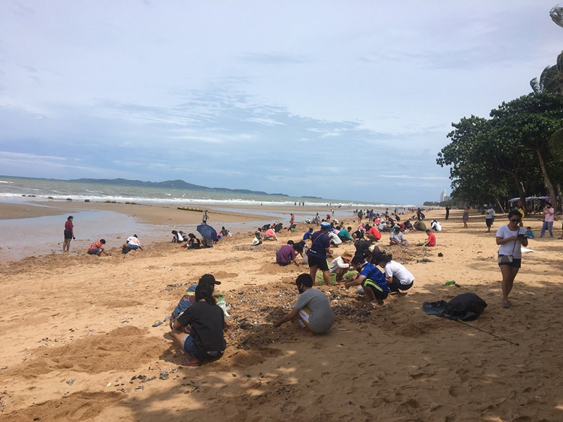 หอยเกลื้อน หอยเกลื้อน