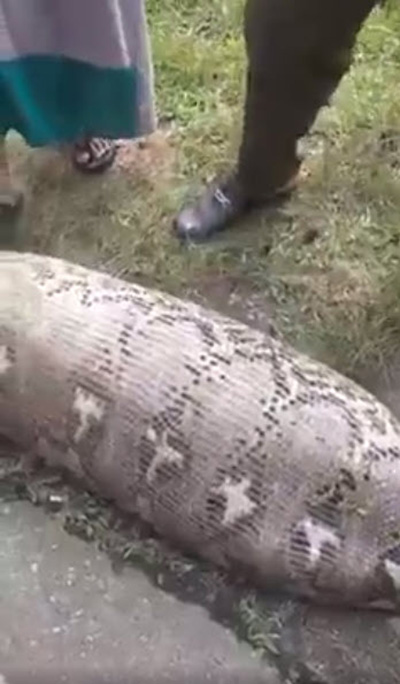 เหลือมยักษ์ 5 เมตร เหลือมยักษ์ 5 เมตร