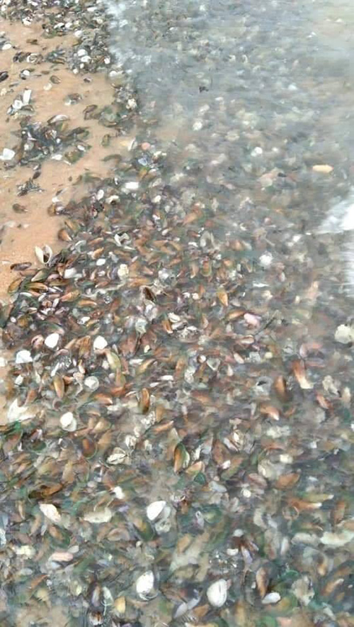 หอยเกลื้อน หอยเกลื้อน