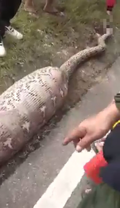 เหลือมยักษ์ 5 เมตร เหลือมยักษ์ 5 เมตร