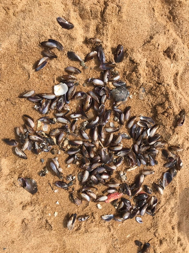 หอยเกลื้อน หอยเกลื้อน