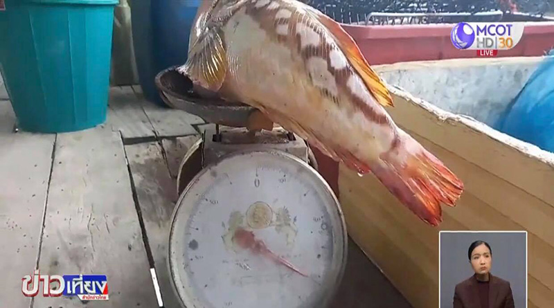 ปลาหน้าคน ปลาหน้าคน