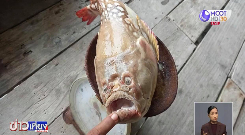 ปลาหน้าคน ปลาหน้าคน