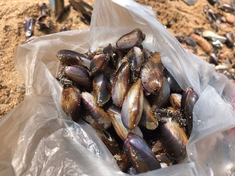 หอยเกลื้อน หอยเกลื้อน