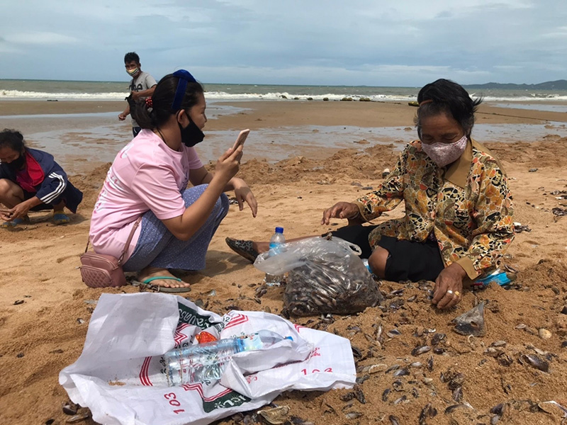 หอยเกลื้อน หอยเกลื้อน