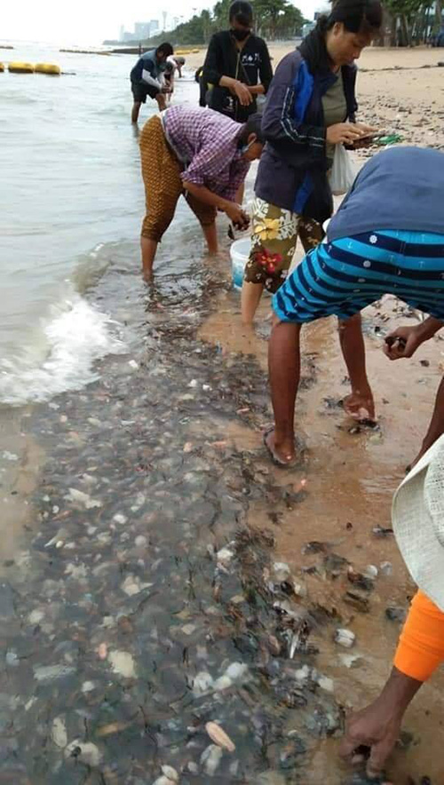 หอยเกลื้อน หอยเกลื้อน