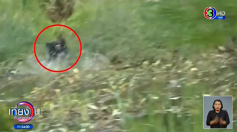 ภาพข่าว หมีควาย ภาพข่าว หมีควาย