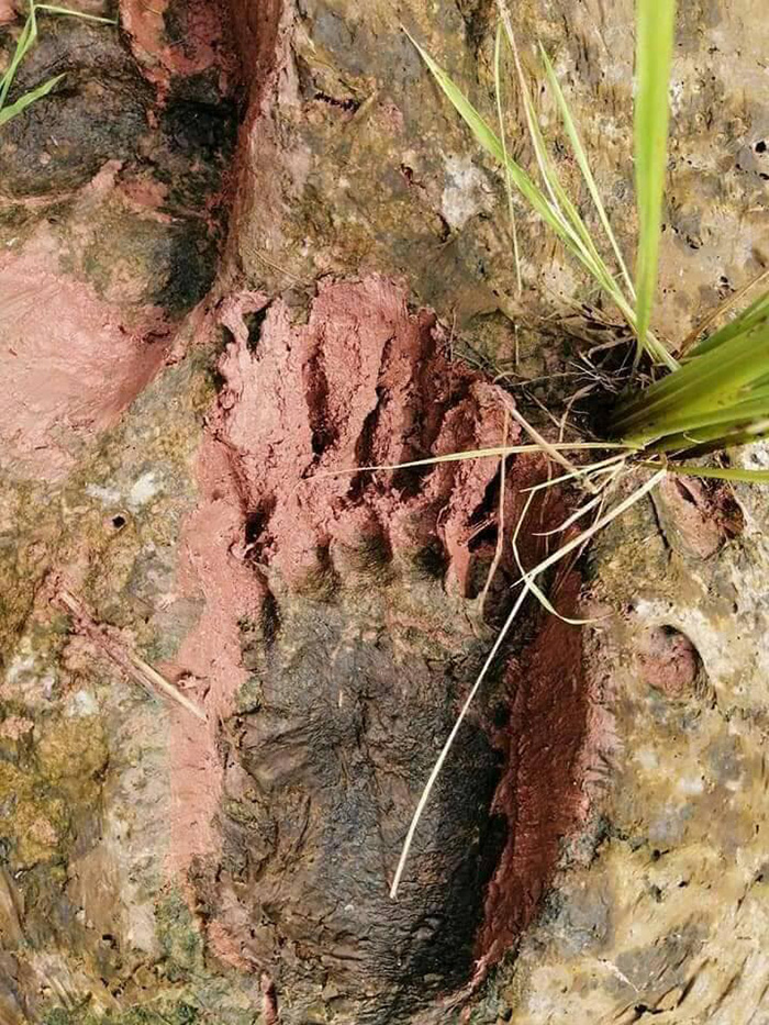 ภาพข่าว หมีควาย ภาพข่าว หมีควาย