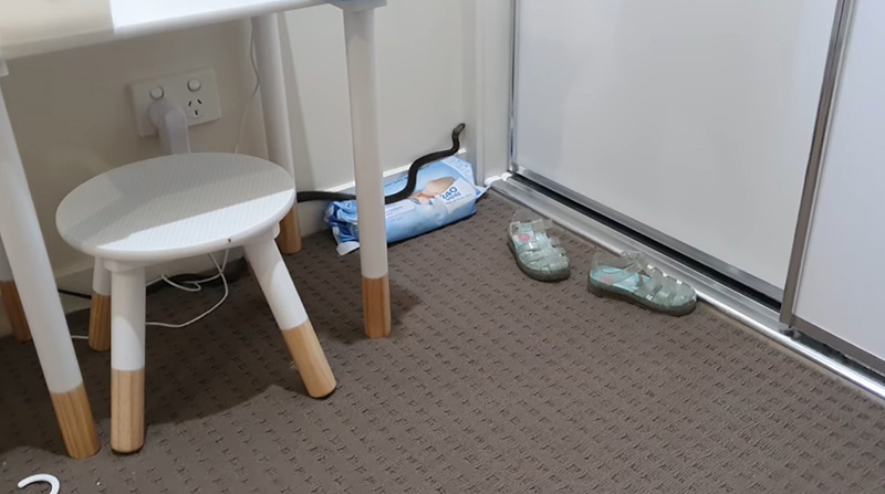 งูพิษ งูพิษ