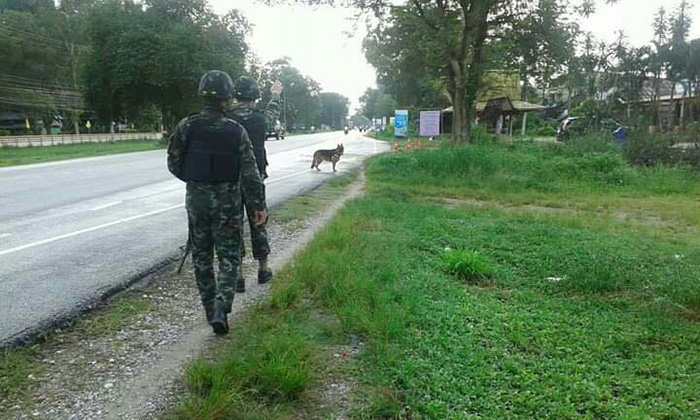 สุนัขทหาร สุนัขทหาร