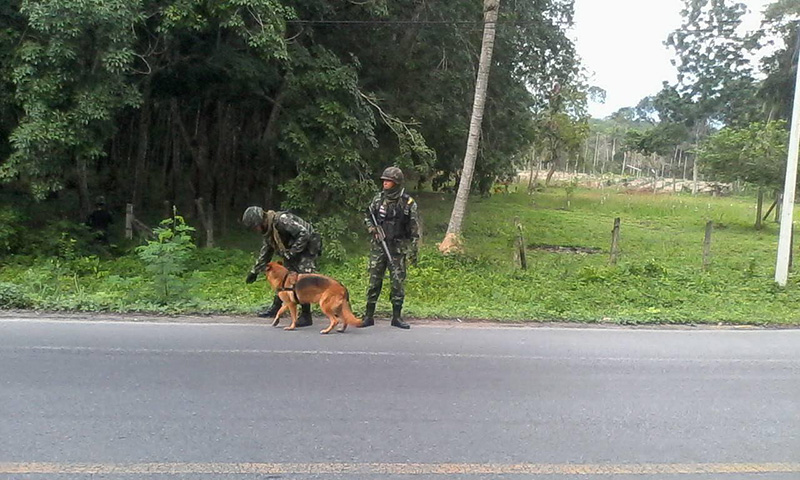 สุนัขทหาร สุนัขทหาร