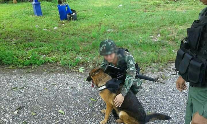 สุนัขทหาร สุนัขทหาร