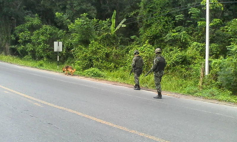 สุนัขทหาร สุนัขทหาร