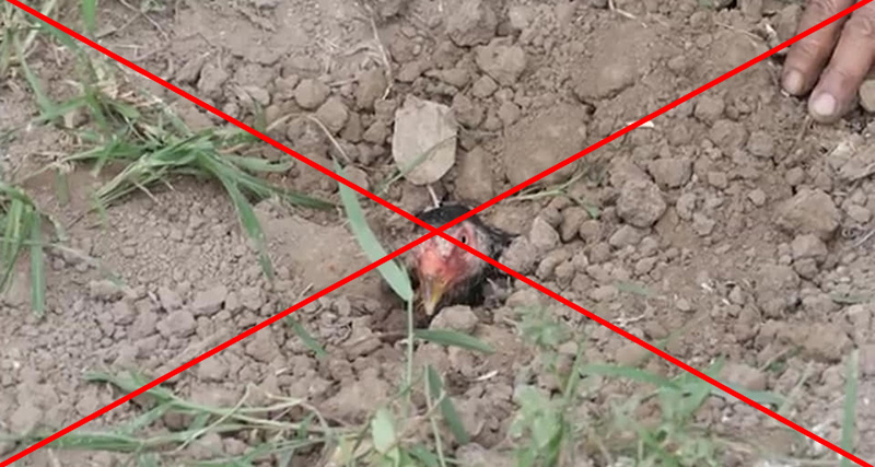 หม่อมถนัดแดก หม่อมถนัดแดก