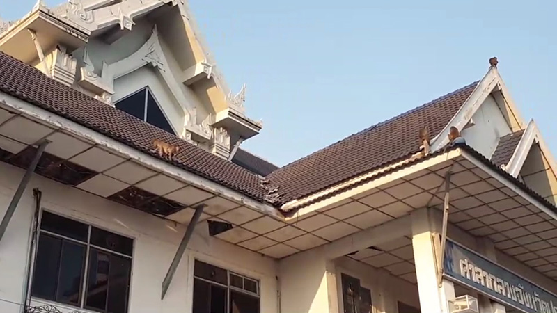 ลิงกัง ลิงกัง