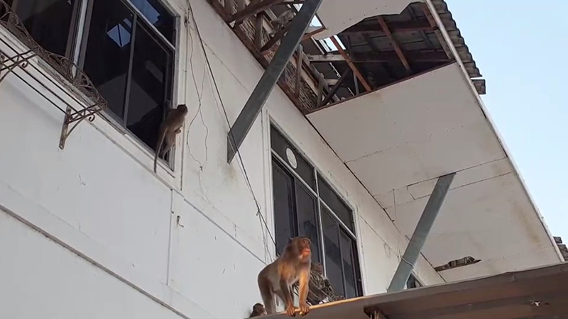 ลิงกัง ลิงกัง