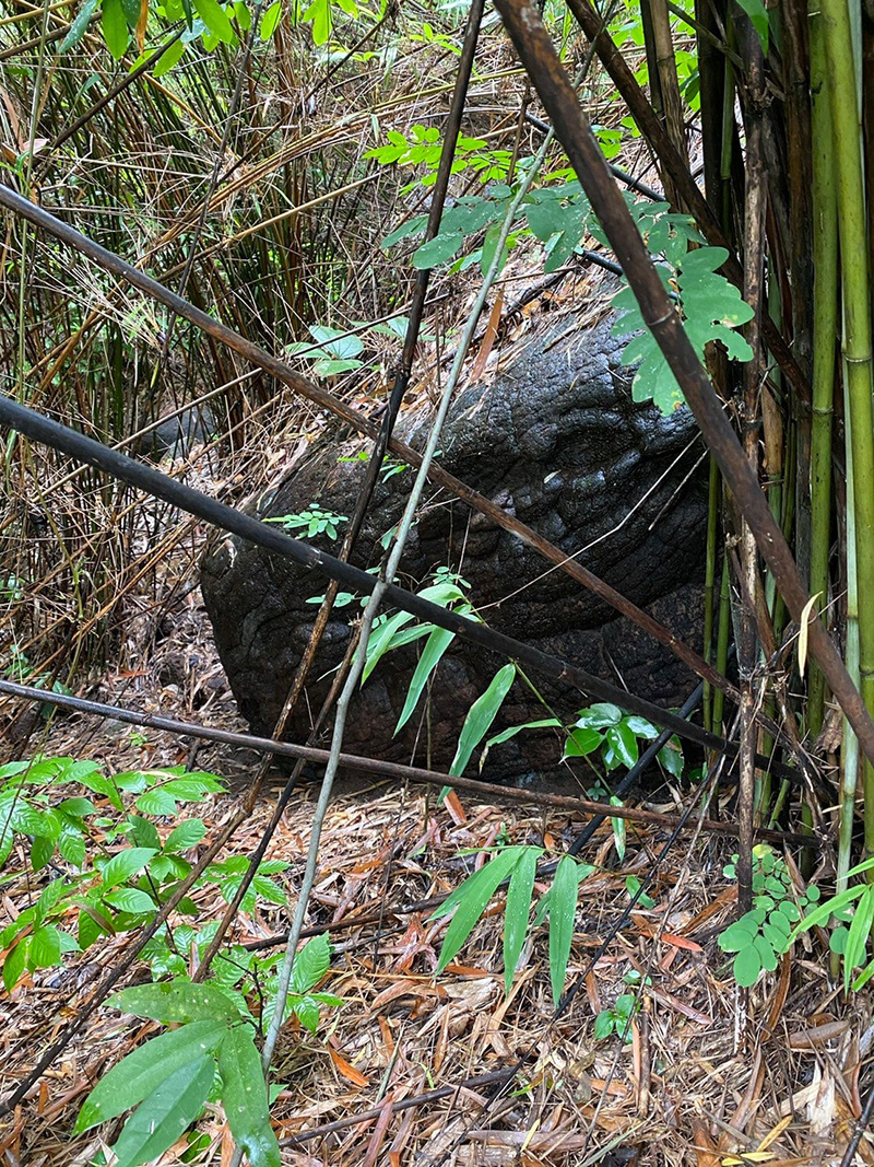 หินหัวงูยักษ์ หินหัวงูยักษ์