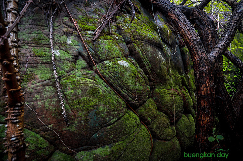 หินหัวงูยักษ์ หินหัวงูยักษ์