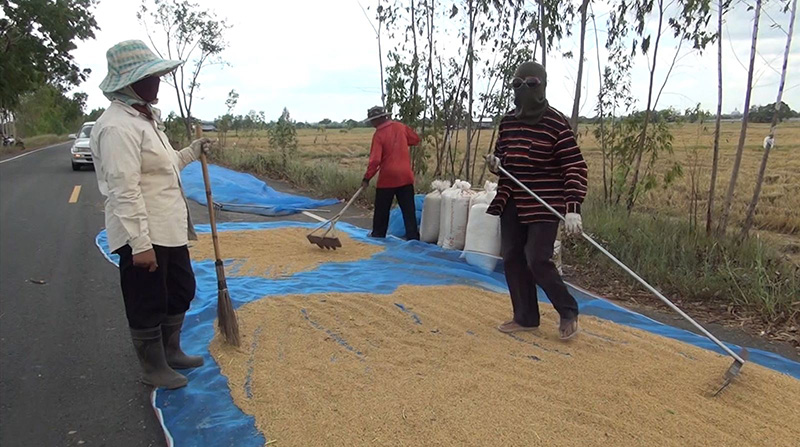 ตากข้าวบนถนน ตากข้าวบนถนน