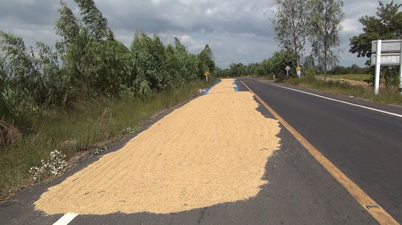 ตากข้าวบนถนน ตากข้าวบนถนน