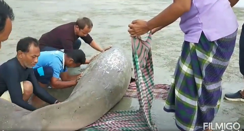 พะยูน พะยูน