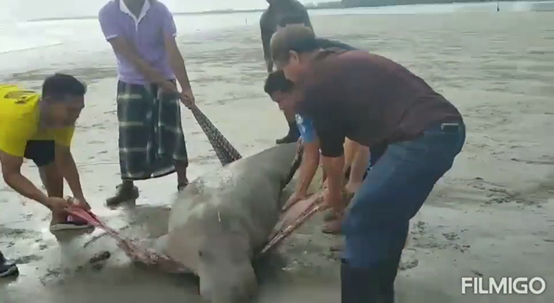 พะยูน พะยูน